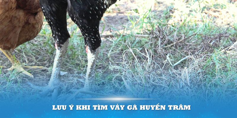 Lưu ý khi tìm vảy gà huyền trâm