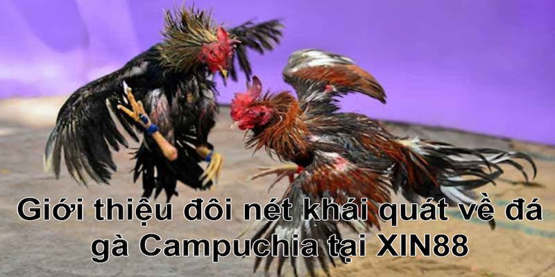 Đá gà Campuchia khiến đông đảo dân chơi mê mẩn