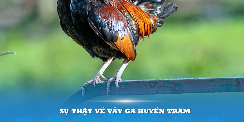 Sự thật về vảy gà huyền trâm